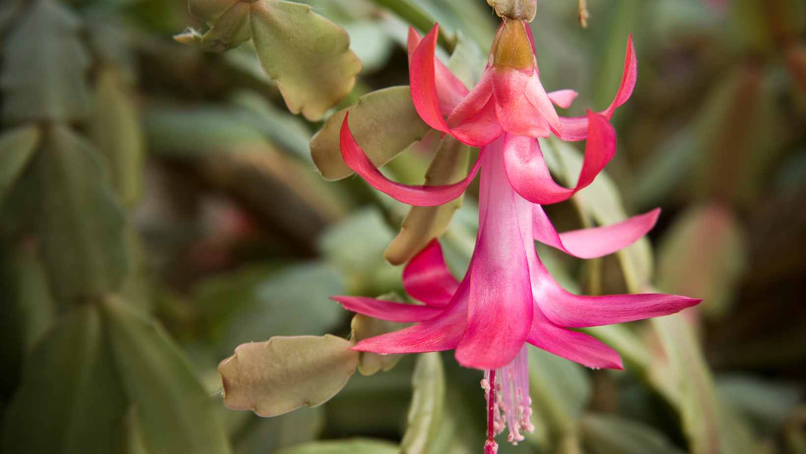 The Christmas Cactus is a Symbol of The Holiday Season.